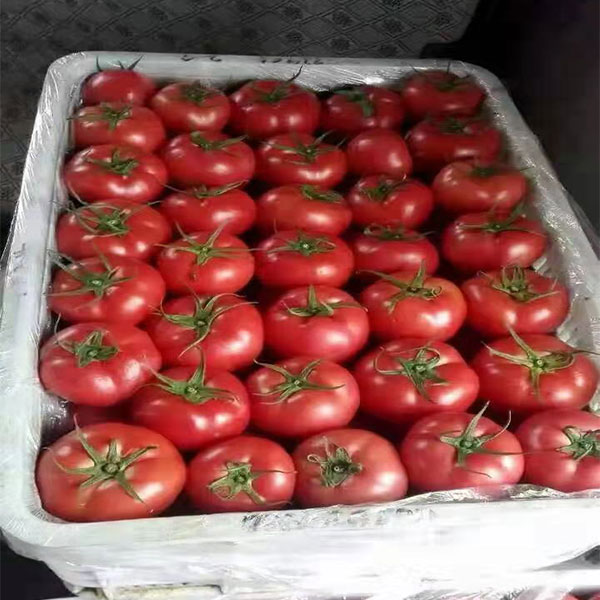 优质西红柿 
