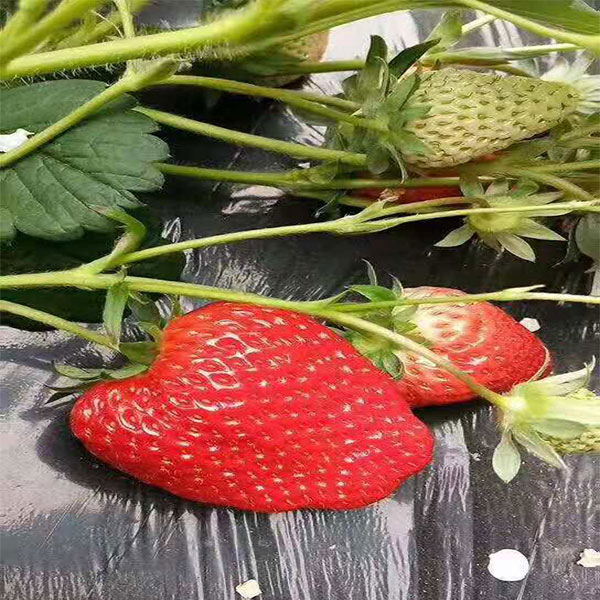 优质草莓 