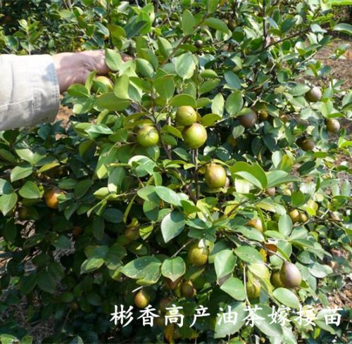 福建油茶种植Q福建三明油茶苗 