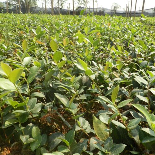 三明茶油苗g三明高产茶油嫁接苗