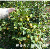福建油茶种植Q福建三明油茶苗 