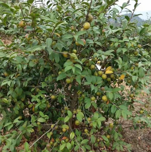 福建油茶嫁接苗a福建油茶苗繁育
