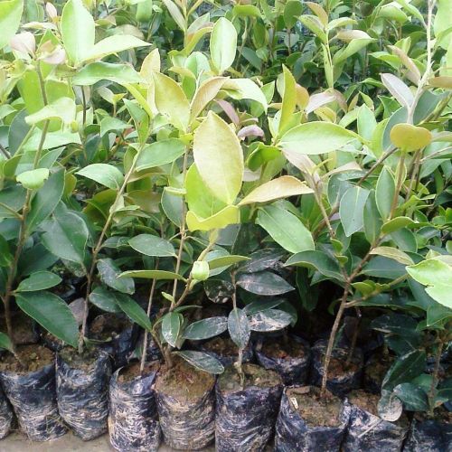福建油茶苗1三明油茶苗一颗多少钱