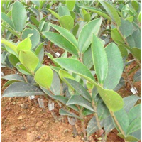 福建高产茶油嫁接苗a三明茶油苗
