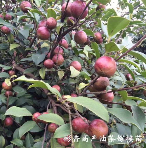 高产油茶嫁接苗S结果期长