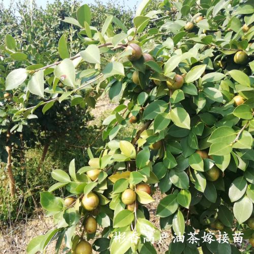 福建油茶苗s高产油茶嫁接苗 