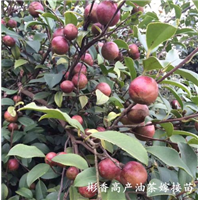 高产油茶嫁接苗S结果期长