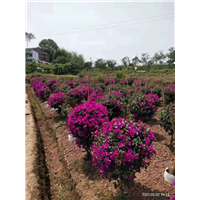 河南**色三角梅供应商
