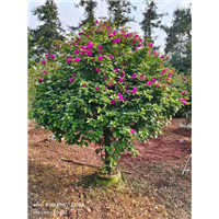 福建樱花三角梅大量供应