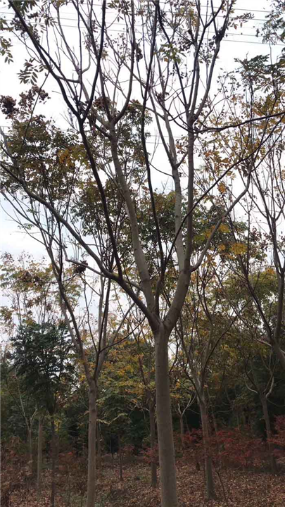 10公分榉树价格 