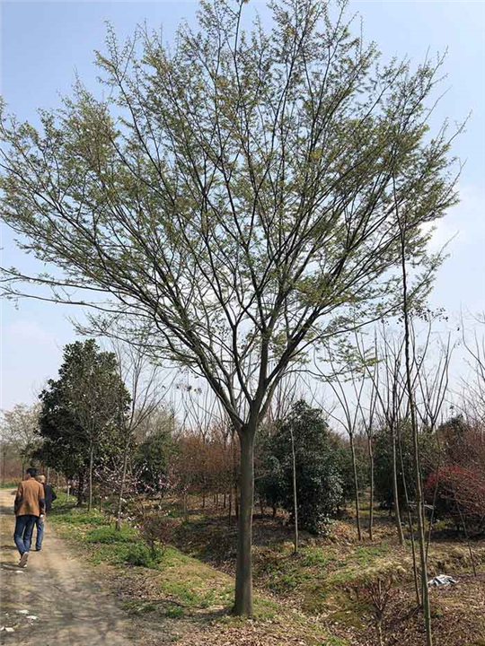 江苏榉树苗木基地 