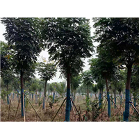10公分栾树价格 