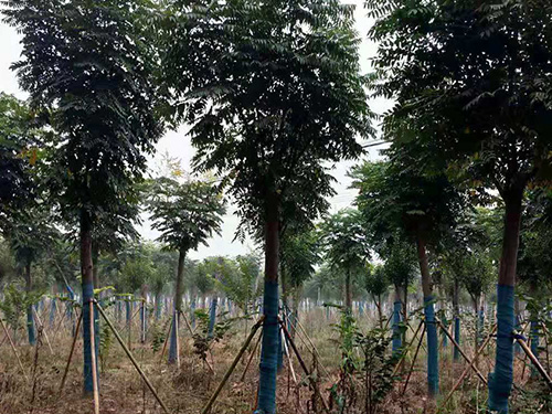 10公分栾树价格 
