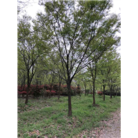 江苏榉树种植基地 