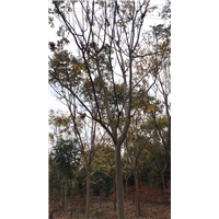 10公分榉树价格 
