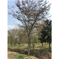江苏榉树多少钱一棵 