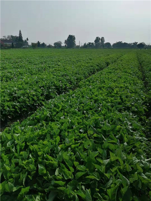 寒东1号蛋白饲料桑基地 