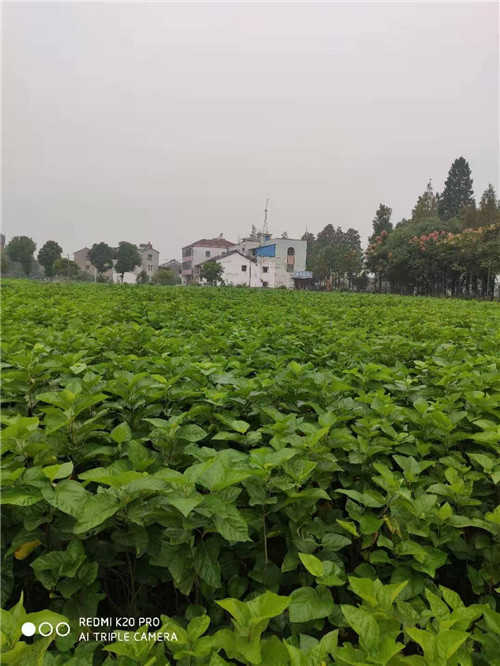 寒东1号蛋白饲料桑批发 