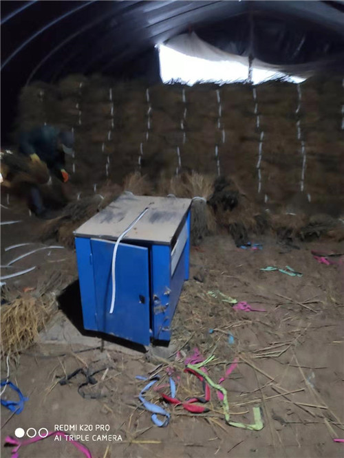 蛋白饲料桑种植基地 