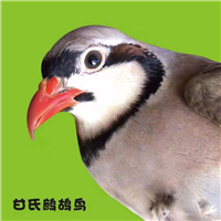 鹧鸪鸟