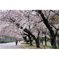 万花道春红樱盆栽 