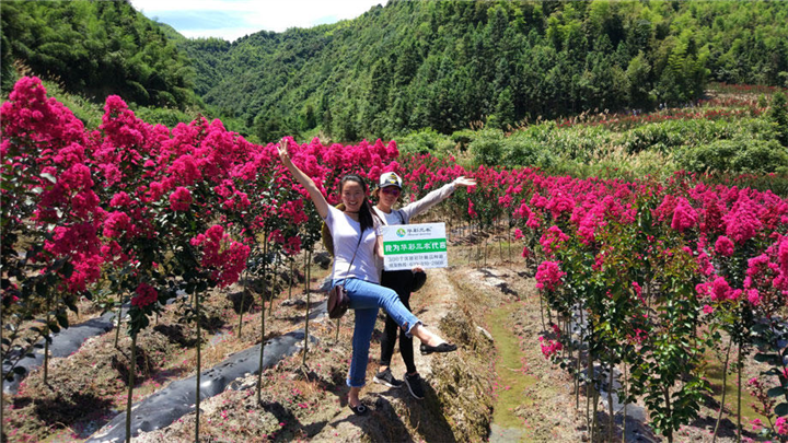 万花道矮紫薇基地批发 