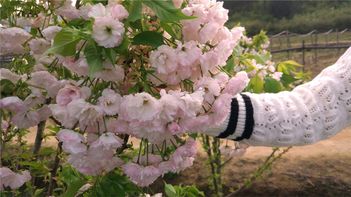万花道春红樱批发基地 