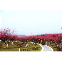 万花道朱砂梅基地报价