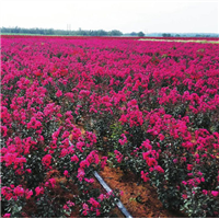 江西矮紫薇种植基地**报价 