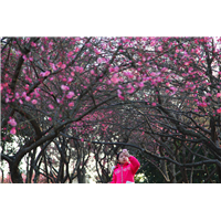 万花道朱砂梅 