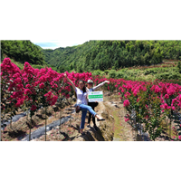 万花道矮紫薇基地批发