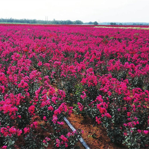 江西矮紫薇种植基地**报价 