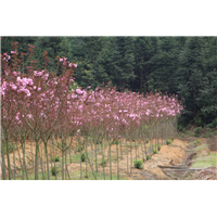 万花道春红樱种植批发基地 