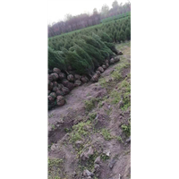河南蜀桧苗种植基地 