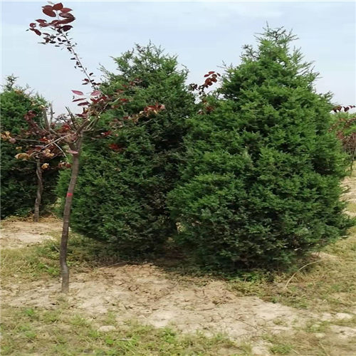 上蔡蜀桧批发基地 