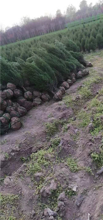 甘肃塔柏蜀桧基地**塔柏蜀桧一棵多少钱 