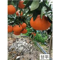 浙江甘平种植基地 