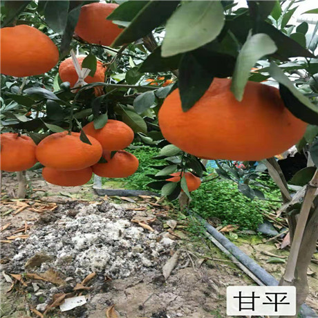 浙江甘平批发