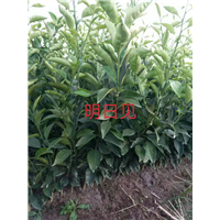 浙江明日见种植基地 