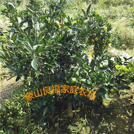 浙江大分柑桔树苗批发价