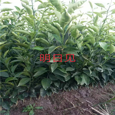 浙江明日见批发