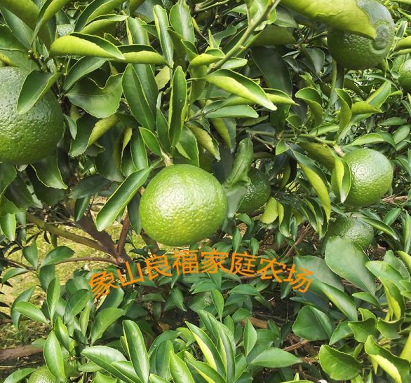 宁波象山春香供货商 