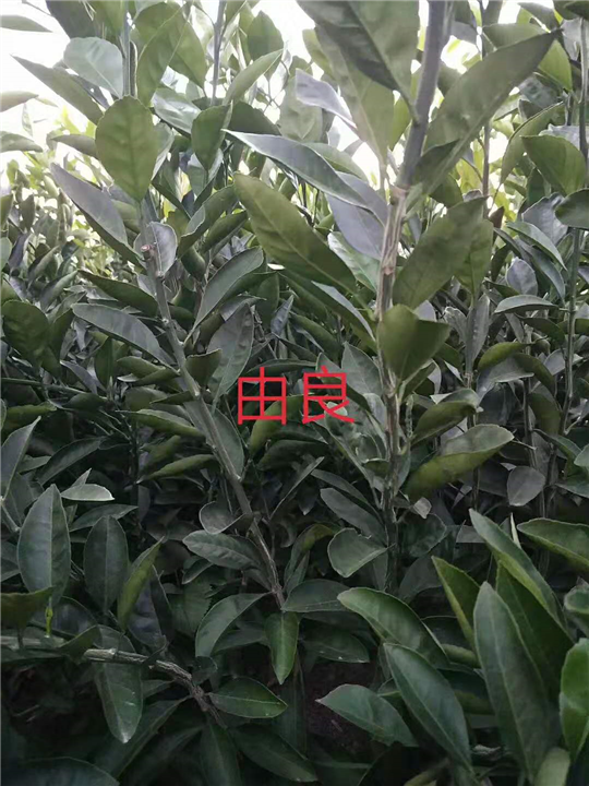 浙江由良批发价 