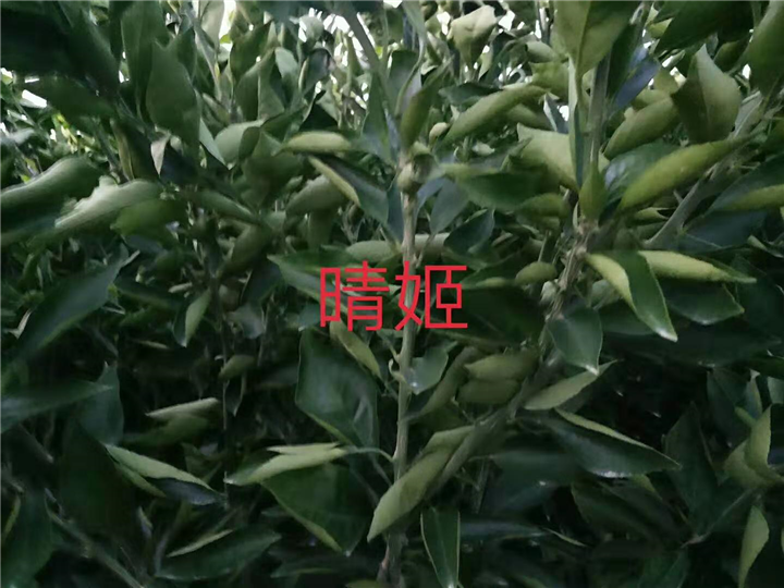 浙江晴姬批发价 
