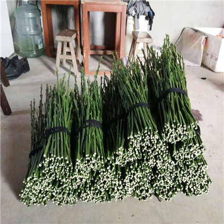江西无籽沃柑批发