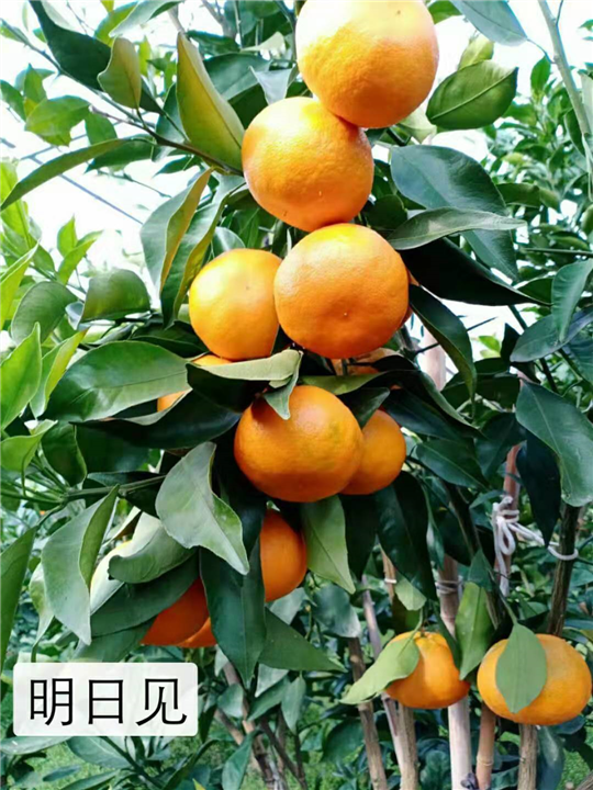 宁波明日见批发价 
