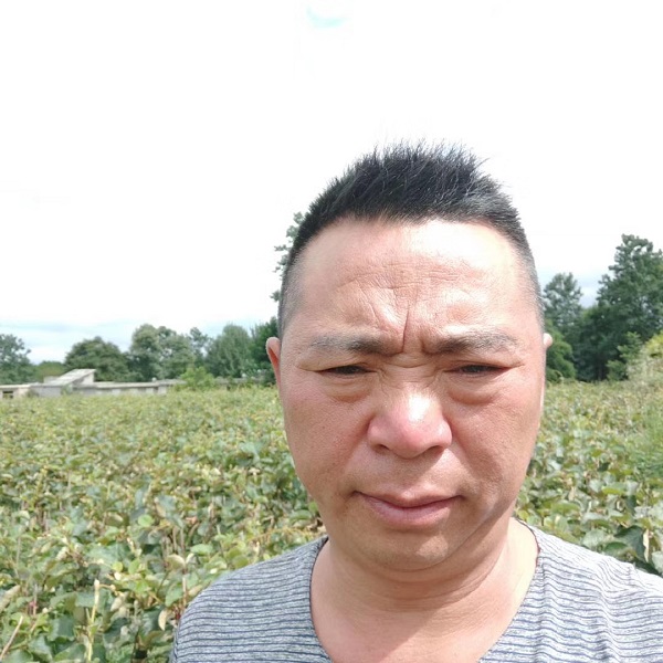贵阳猕猴桃苗 