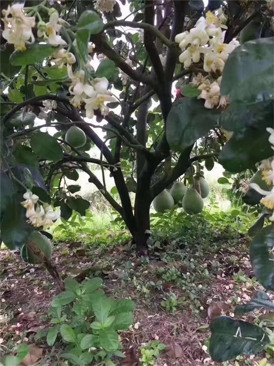 泰国青柚苗2 