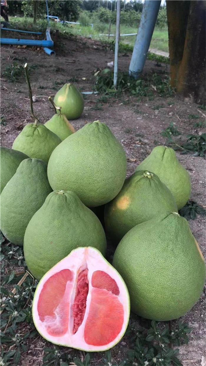 泰国红宝石青柚 