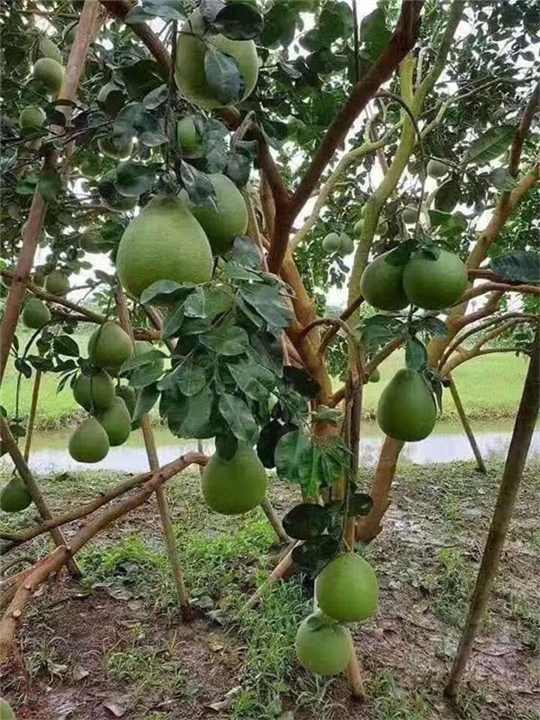 泰国红宝石柚苗1 